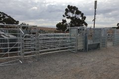 Complte-cattel-handling-4