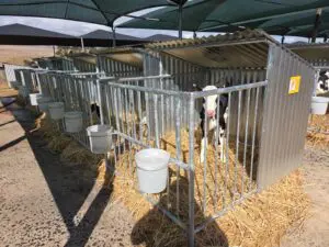 SINGLE CALF PEN WITH SHELTER