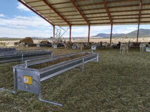 IBR SHEEP FEEDER