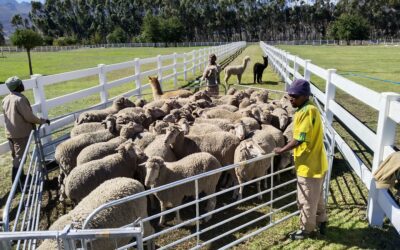 Basiese mobiele toerusting vir die hantering van skape en bokke